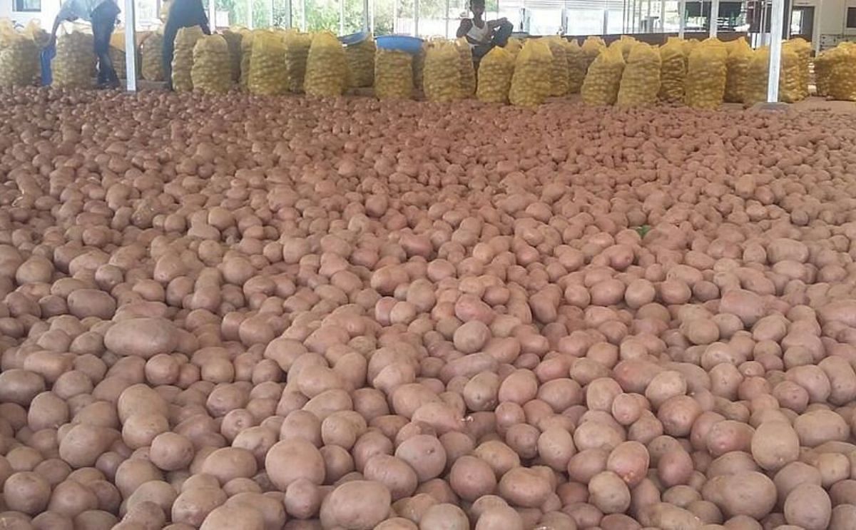 For now, no decrease in potato price in India For now, no decrease in potato price in India