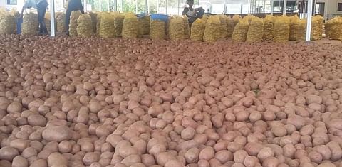 For now, no decrease in potato price in India
