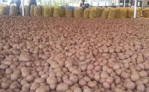 Potato prices in India are not going to come down in the near future as the production of the crop has been reportedly around 20 per cent lower this year in potato growing states.