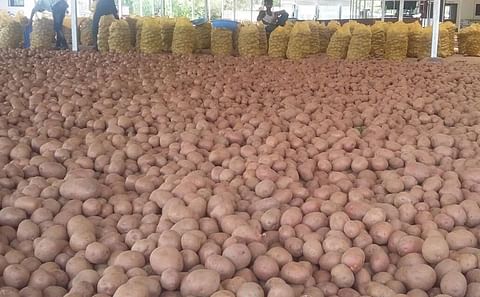 Potato prices in India are not going to come down in the near future as the production of the crop has been reportedly around 20 per cent lower this year in potato growing states. Potato prices in India are not going to come down in the near future as the production of the crop has been reportedly around 20 per cent lower this year in potato growing states.