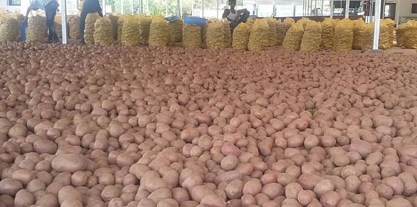 For now, no decrease in potato price in India