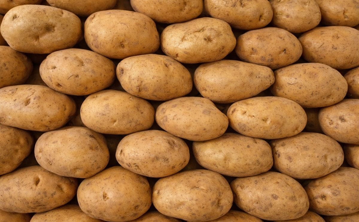 Neatly stacked potatoes in a market in Jodhpur, Rajasthan, India