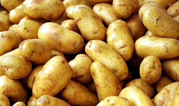Potato prices are getting more solid in West Bengal, India