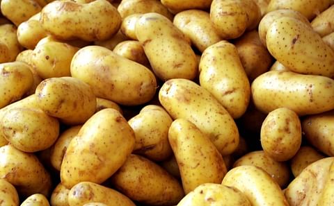 Potato prices are getting more solid in West Bengal, India