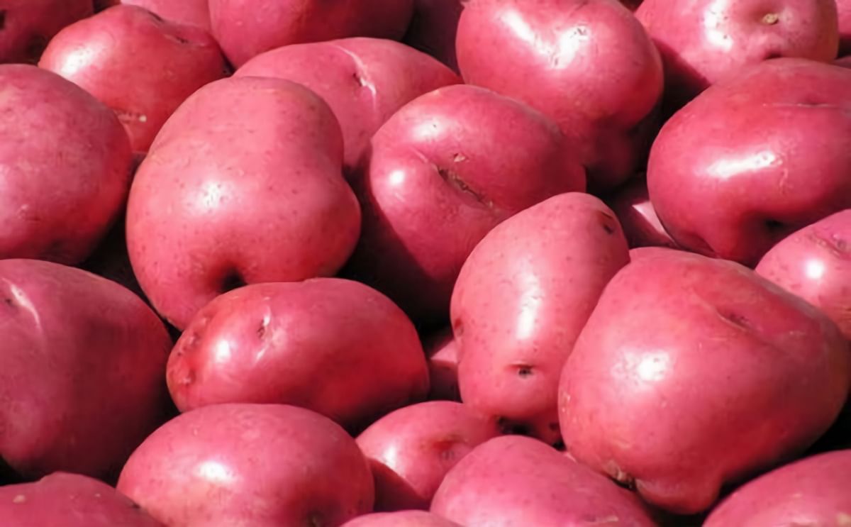 Indian Red Potato