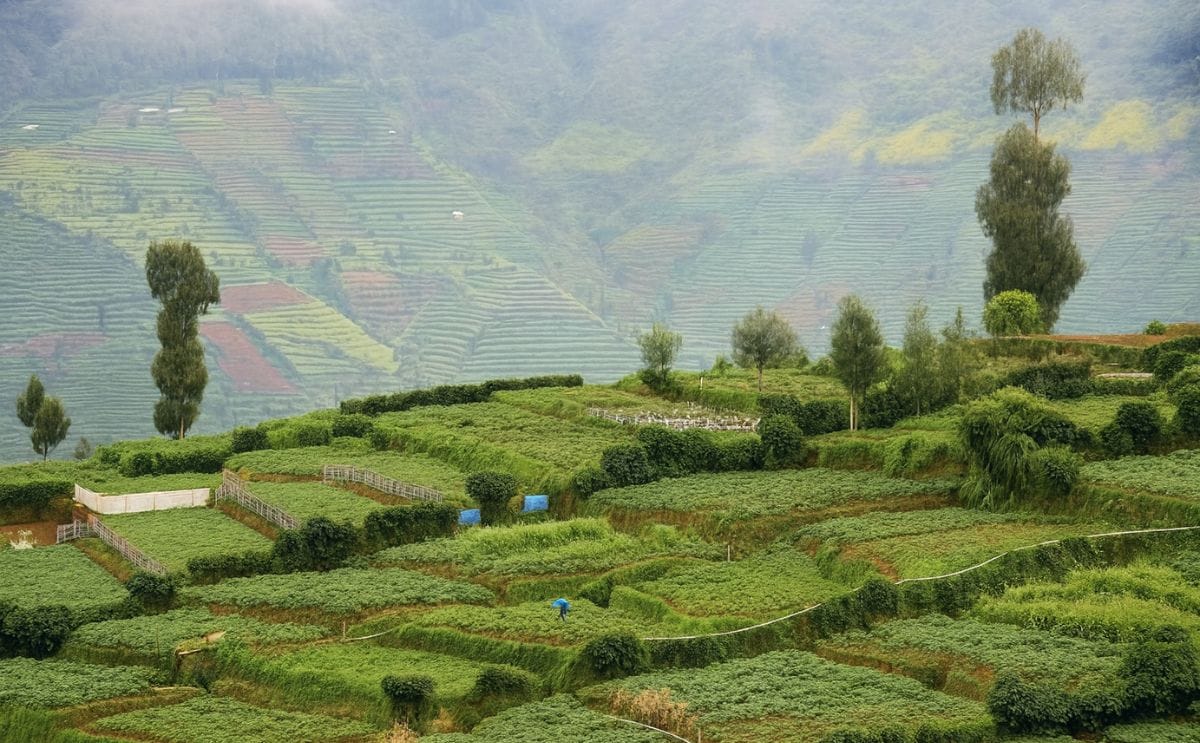 Potato cultivation in the Central Highlands of Java, Indonesia. In this picture, you can see potato farms on the Dieng Plateau, Wonosobo, Central Java, Indonesia, with slope of Mount Prahu in the background (Courtesy: Virna Setyorini)
