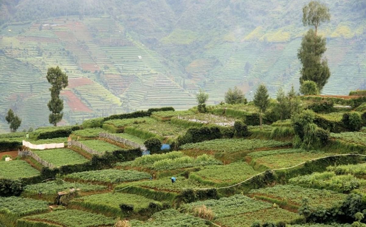 Potato cultivation in the Central Highlands of Java, Indonesia. In this picture, you can see potato farms on the Dieng Plateau, Wonosobo, Central Java, Indonesia, with slope of Mount Prahu in the background (Courtesy: Virna Setyorini)