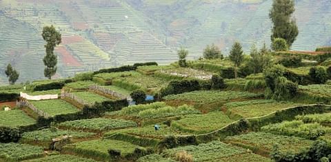 Potato cultivation partially responsible for landslide in Indonesia