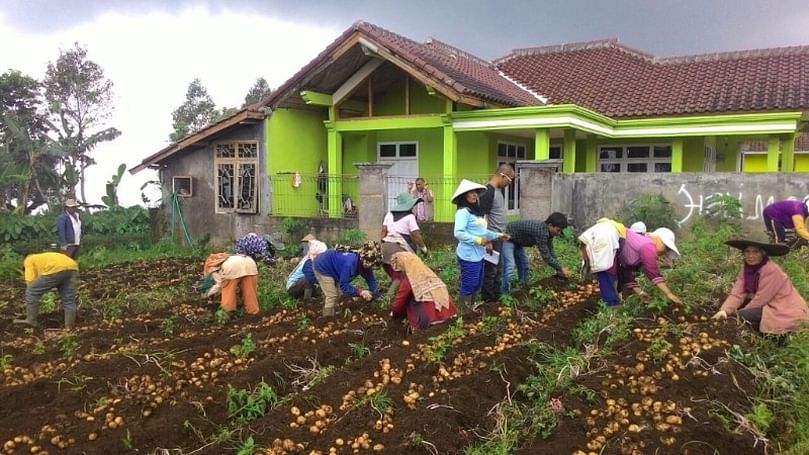 Indonesian potato farmers are struggling to keep their business healthy.