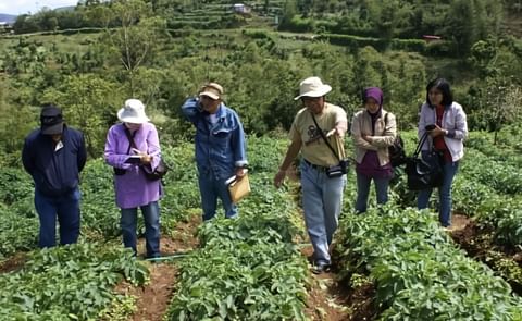 Frost destroys dozens of hectares potato crops in Indonesian highlands Frost destroys dozens of hectares potato crops in Indonesian highlands