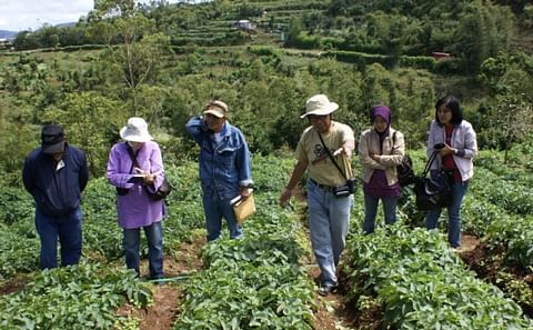 Frost destroys dozens of hectares potato crops in Indonesian highlands Frost destroys dozens of hectares potato crops in Indonesian highlands