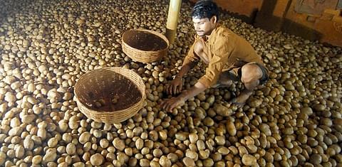 Madhya Pradesh Poor supply of potato increases production cost of chips