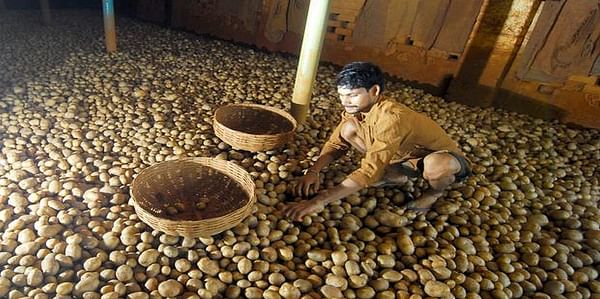 Madhya Pradesh Poor supply of potato increases production cost of chips