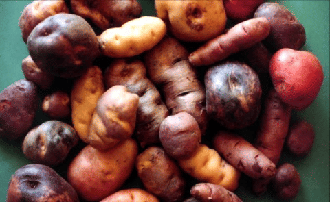 Industrialización de la papa en Perú: tarea imprescindible Industrialización de la papa en Perú: tarea imprescindible