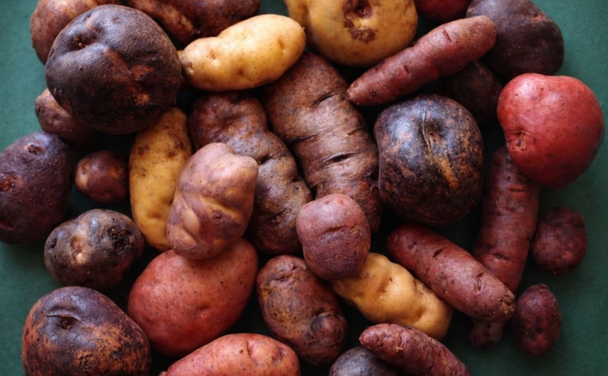 Industrialización de la papa en Perú: tarea imprescindible