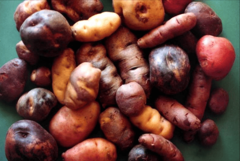 Industrialización de la papa en Perú: tarea imprescindible