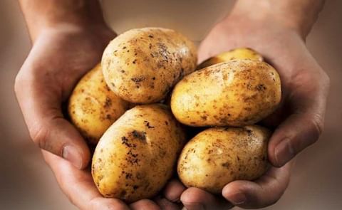 Información de la papa en Centroamérica, República Dominicana y Panamá Información de la papa en Centroamérica, República Dominicana y Panamá