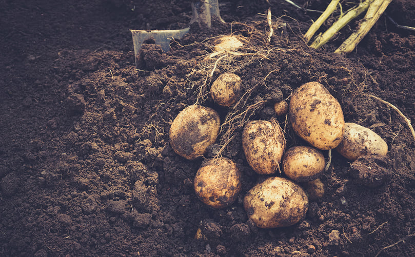 Everything You Need to Know About GMO Potatoes Everything You Need to Know About GMO Potatoes