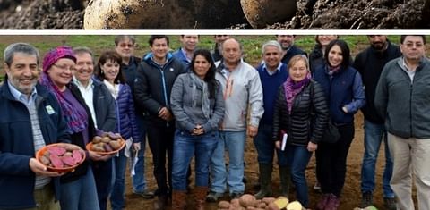 INIA de Chile prepara las papas del futuro