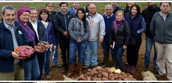 INIA de Chile prepara las papas del futuro