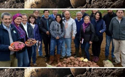 El mercado de la papa en Chile: Proyecciones y escenarios El mercado de la papa en Chile: Proyecciones y escenarios