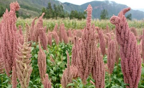 INIA genera 25 nuevas variedades de cultivos con alto valor genético en los últimos 4 años. INIA genera 25 nuevas variedades de cultivos con alto valor genético en los últimos 4 años.