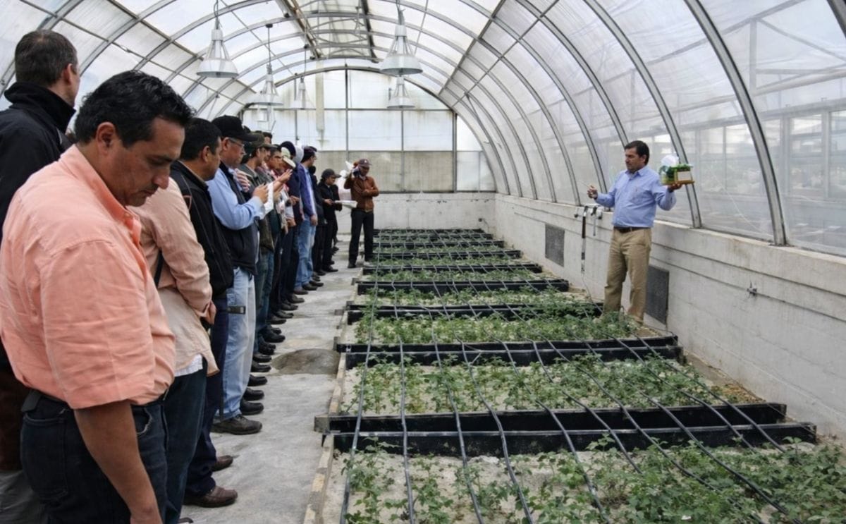 INIAP-Ecuador y el CIP mostraron las tecnologías para la producción de semilla de papa de alta calidad