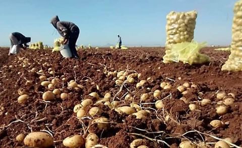 México: Inicia cosecha de papa en el Valle del Yaqui México: Inicia cosecha de papa en el Valle del Yaqui