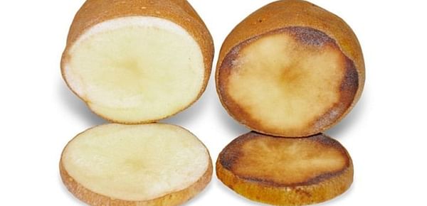 Will Simplot's Innate GMO Potato Take Off? McDonald's Has Spoken