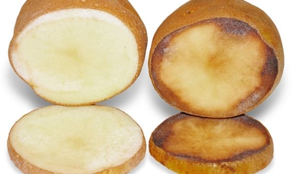 Innate potatoes show less discoloration after cutting