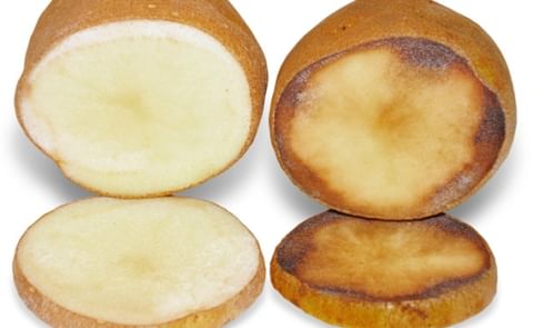 National Potato Council submits Comments in Support of Simplot's Innate Technology National Potato Council submits Comments in Support of Simplot's Innate Technology