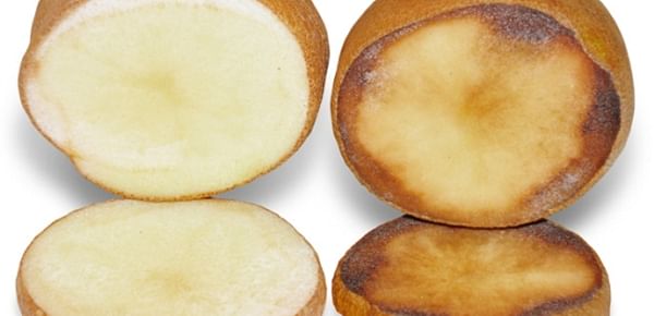 Innate potatoes show less discoloration after cutting