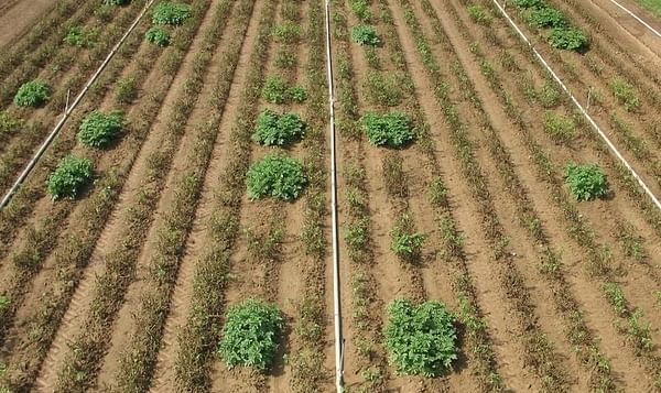 ARS scientists streamline process to introduce multiple genes - as is required to make potatoes resistant to late blight 
