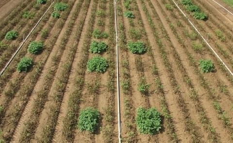 Potato field in Pennsylvania naturally infected with late blight, September 2014. Only surviving plants are Innate™ generation two (Courtesy: J.R. Simplot) Potato field in Pennsylvania naturally infected with late blight, September 2014. Only surviving plants are Innate™ generation two (Courtesy: J.R. Simplot)
