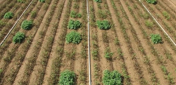 ARS scientists streamline process to introduce multiple genes - as is required to make potatoes resistant to late blight 
