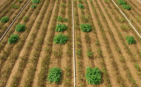 Potato field in Pennsylvania naturally infected with late blight, September 2014. Only surviving plants are Innate™ generation two (Courtesy: J.R. Simplot) Potato field in Pennsylvania naturally infected with late blight, September 2014. Only surviving plants are Innate™ generation two (Courtesy: J.R. Simplot)