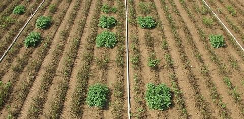 Innate™ generation two in this field survived late blight infection