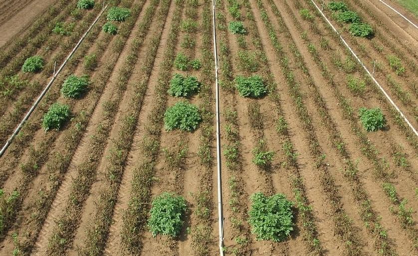Potato field in Pennsylvania naturally infected with late blight, September 2014.  Only surviving plants are Innate™ generation two (Courtesy: J.R. Simplot)