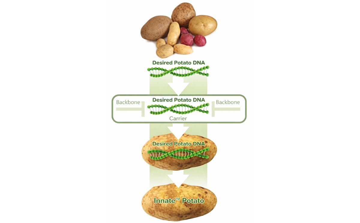 Simplot hopes to avoid Monsanto's mistakes with biotech potato