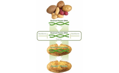 Simplot hopes to avoid Monsanto's mistakes with biotech potato Simplot hopes to avoid Monsanto's mistakes with biotech potato