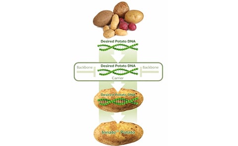 Simplot hopes to avoid Monsanto's mistakes with biotech potato Simplot hopes to avoid Monsanto's mistakes with biotech potato