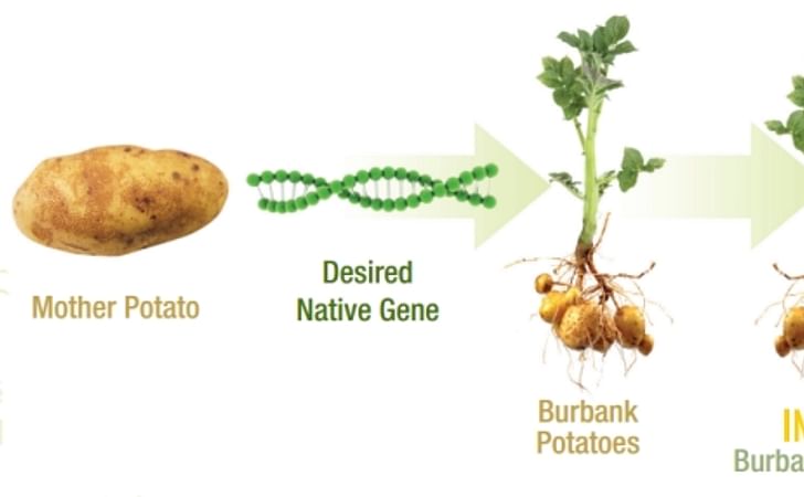 Simplot outlines Innate marketing strategy Simplot outlines Innate marketing strategy