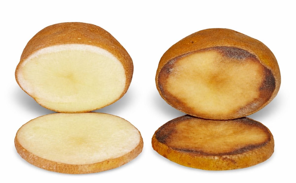 JR Simplot espera la aprobación de la nueva papa transgénica Innate de segunda generación