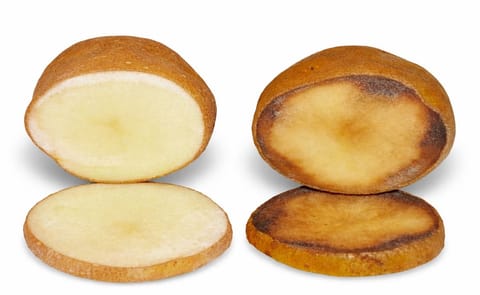 JR Simplot espera la aprobación de la nueva papa transgénica Innate de segunda generación JR Simplot espera la aprobación de la nueva papa transgénica Innate de segunda generación