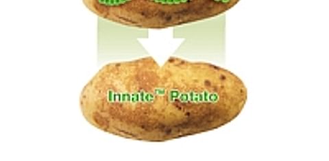  Innate Potato
