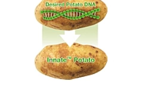 Simplot hopes to avoid Monsanto's mistakes with biotech potato Simplot hopes to avoid Monsanto's mistakes with biotech potato