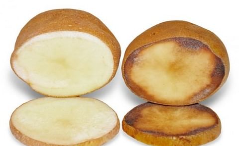 JR Simplot espera la aprobación de la nueva papa transgénica Innate de segunda generación JR Simplot espera la aprobación de la nueva papa transgénica Innate de segunda generación