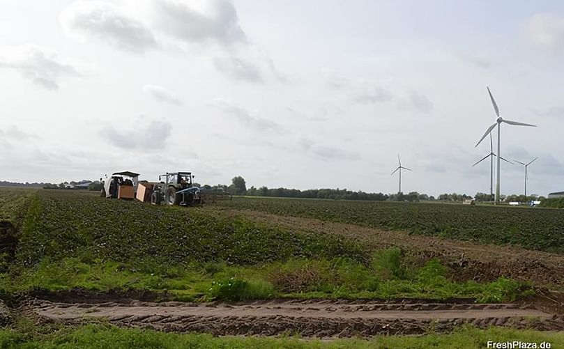 Insight into the clearing of the Bellevue variety. According to Pottbäcker, the variety stands for uniform grades or bulb sizes, good shape and comparatively low effort in postharvest handling.