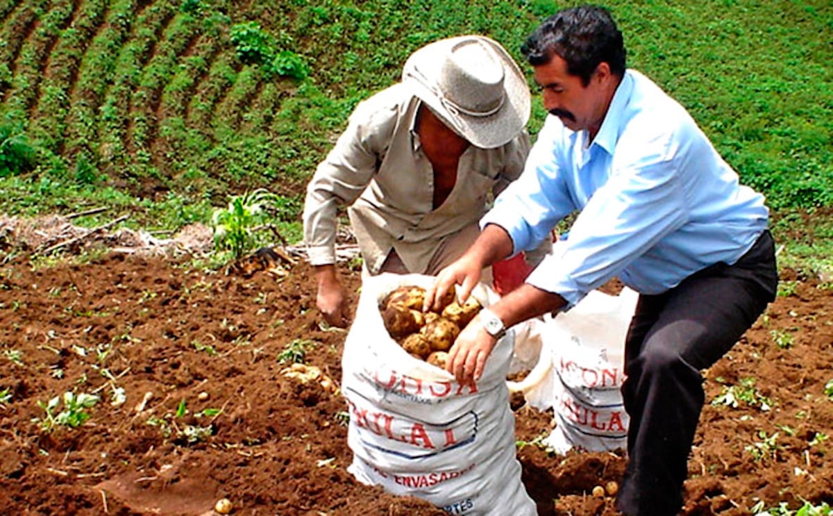 Honduras: Inspeccionan cultivos de papa afectadas por palomillas en Intibucá. Honduras: Inspeccionan cultivos de papa afectadas por palomillas en Intibucá.