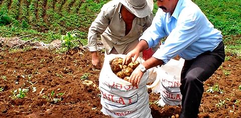 Honduras: Inspeccionan cultivos de papa afectadas por palomillas en Intibucá.